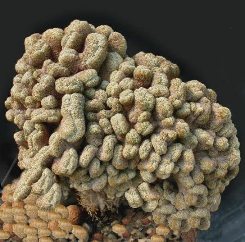 Pelecyphora_ascelliformis_ferraresso
